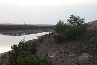 黄昏下的河岸与绿植景观