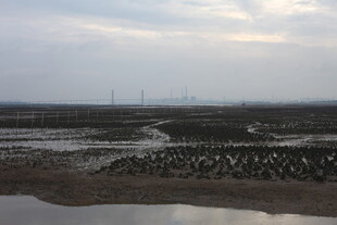 湿地风光 水域与远处风车