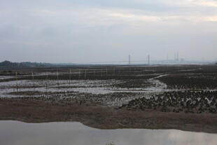 潮退后的滩涂景观