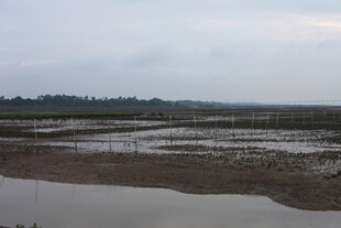 湿地景观 宁静水域与泥滩