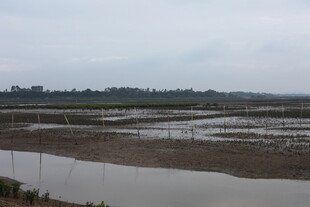 湿地风光 水域与远处景致
