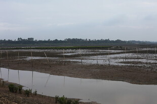 湿地景观 水域与植被交织