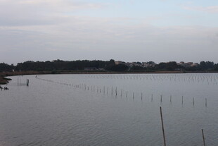 宁静湖畔的木桩景观