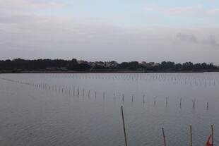 水域旁的林立杆状物景观