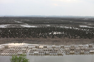 海岸边的船只与茂密植被