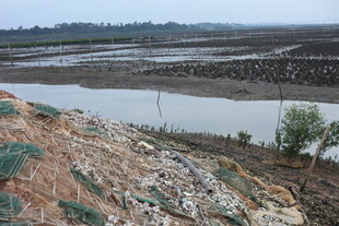 湛江生蚝养殖区