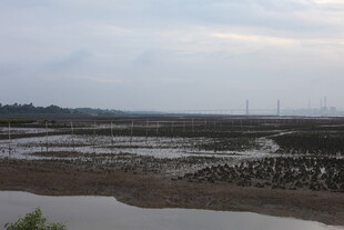 湿地景观 水域与滩涂景象
