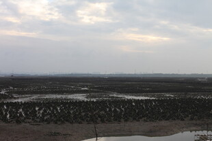 黄昏下的广袤田野景观