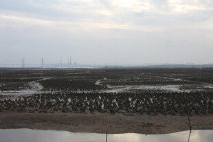 湿地景观 水域与植被交织