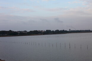 宁静湖畔的木桩景致