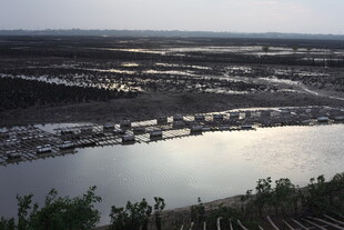 广阔水域旁的湿地景观