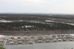 海岸边的湿地与停泊船只