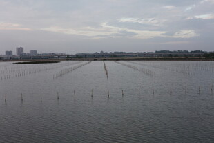 广阔水域与远处城市景观