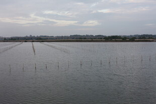 广阔水域中的林立桩杆