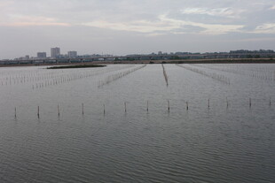 广阔水域与远处城市景观