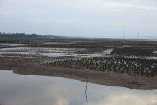 滩涂养殖场景
