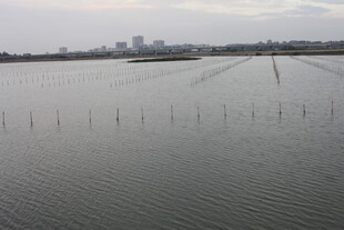 宽阔水域与远处城市景观