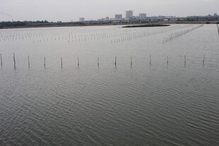 平静水域与远处城市景观