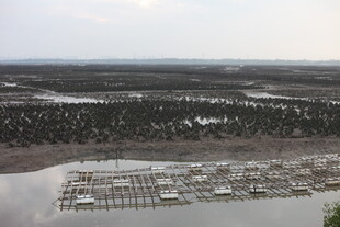 俯瞰水边码头与茂密树林