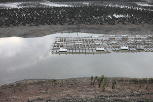 湿地景观中的植被与水域