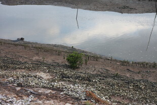 岩石间的孤绿小树苗