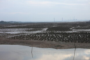 滩涂养殖景象
