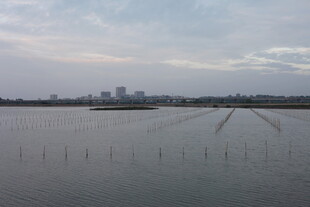 广阔水田与远处城市景观