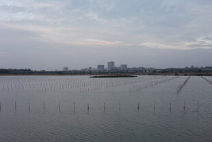 广阔水域与远处城市景观