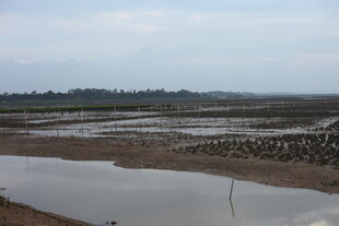 水田风光 远处村落隐约可见