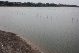 湖边水域的桩柱景观