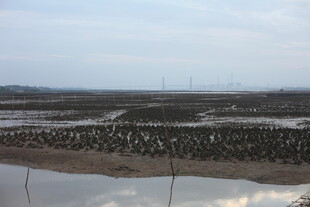 湿地景观 鸟类栖息之所
