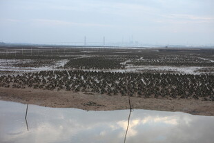 湿地群鸟栖息景观