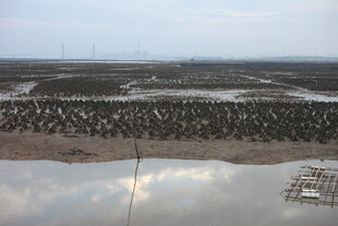 湿地鸟群栖息景观