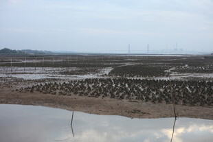 湿地群鸟栖息壮观景象