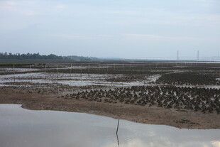 滩涂湿地鸟类栖息景象