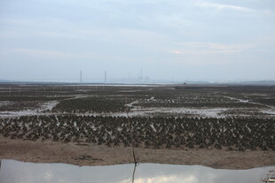 滩涂养殖场景