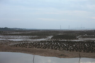 滩涂养殖场景