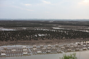 俯瞰河畔椰林与停泊船只