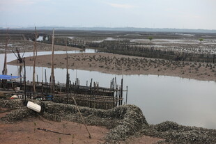 海边滩涂养殖场景