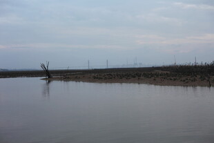 宁静水边枯树景象