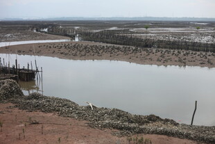 乡村水塘边的质朴景象