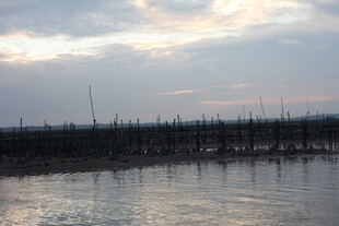 海上暮色中的林立木桩