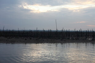 黄昏下的水域与林立木桩