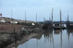 河岸湿地的木桩景观