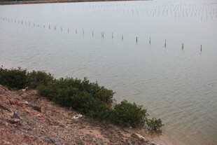 岸边水域与远处林立物景观