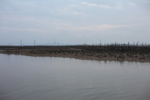 宁静水域边的稀疏植被