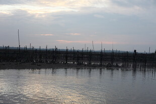 黄昏下的水上枯木景观