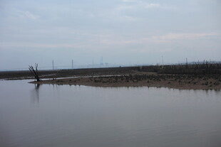 宁静水域边的枯树景象