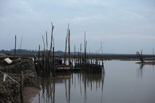 河岸林立木桩的静谧景象