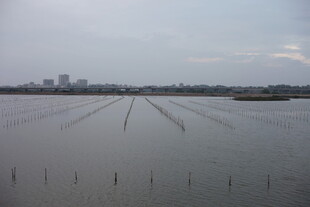 广阔水田与远处城市景观